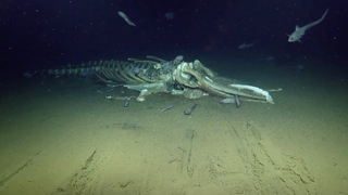 Creatures of the Deep Are Feeding on a Whale Carcass and You Can Watch It Live<i></i>
